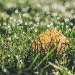 2007年度中国福利彩票完整开奖数据查询与汇总 2cryr5xnsz