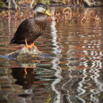 2008年3D彩票开奖历史数据全记录 50u6w