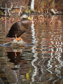 2008年3D彩票开奖历史数据全记录 2008年3D彩票开奖历史数据全记录
