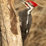 2008093期双色球开奖结果查询与中奖号码公布 6kb3f