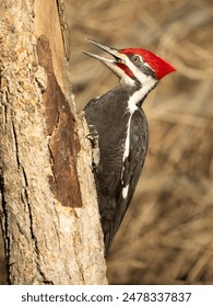 2008093期双色球开奖结果查询与中奖号码公布 2008093期双色球开奖结果查询与中奖号码公布