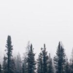 3d开奖号排五开奖号最新结果查询与走势分析 8o53pqm