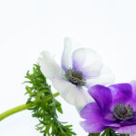 2006年排列五开奖号码全记录与历史回顾 p1k007ox